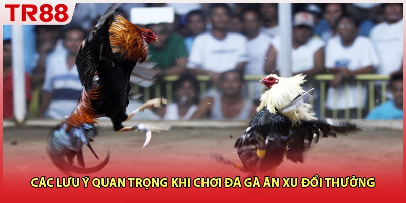 Các lưu ý quan trọng khi chơi đá gà ăn xu đổi thưởng