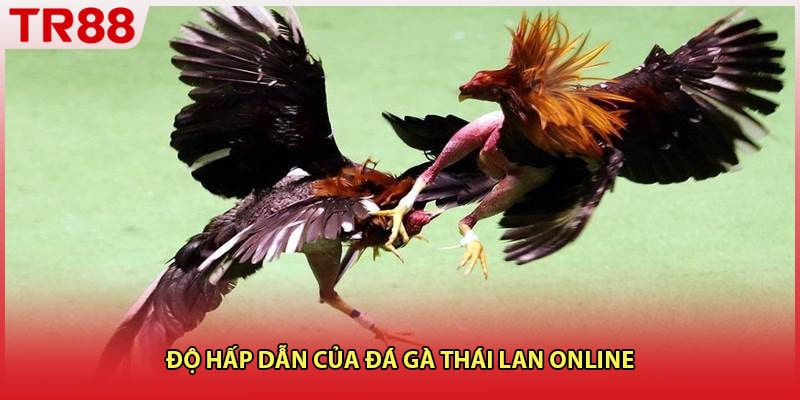 Độ hấp dẫn của đá gà Thái Lan online