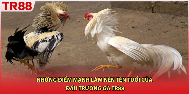 Những điểm mạnh làm nên tên tuổi của đấu trường gà TR88