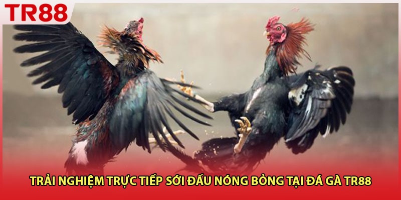 Trải nghiệm trực tiếp sới đấu nóng bỏng tại đá gà TR88